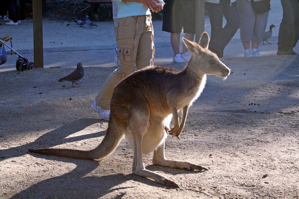 A Kangaroo